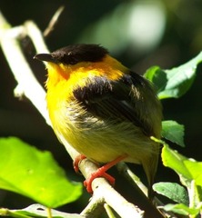Orange-collared Manakin